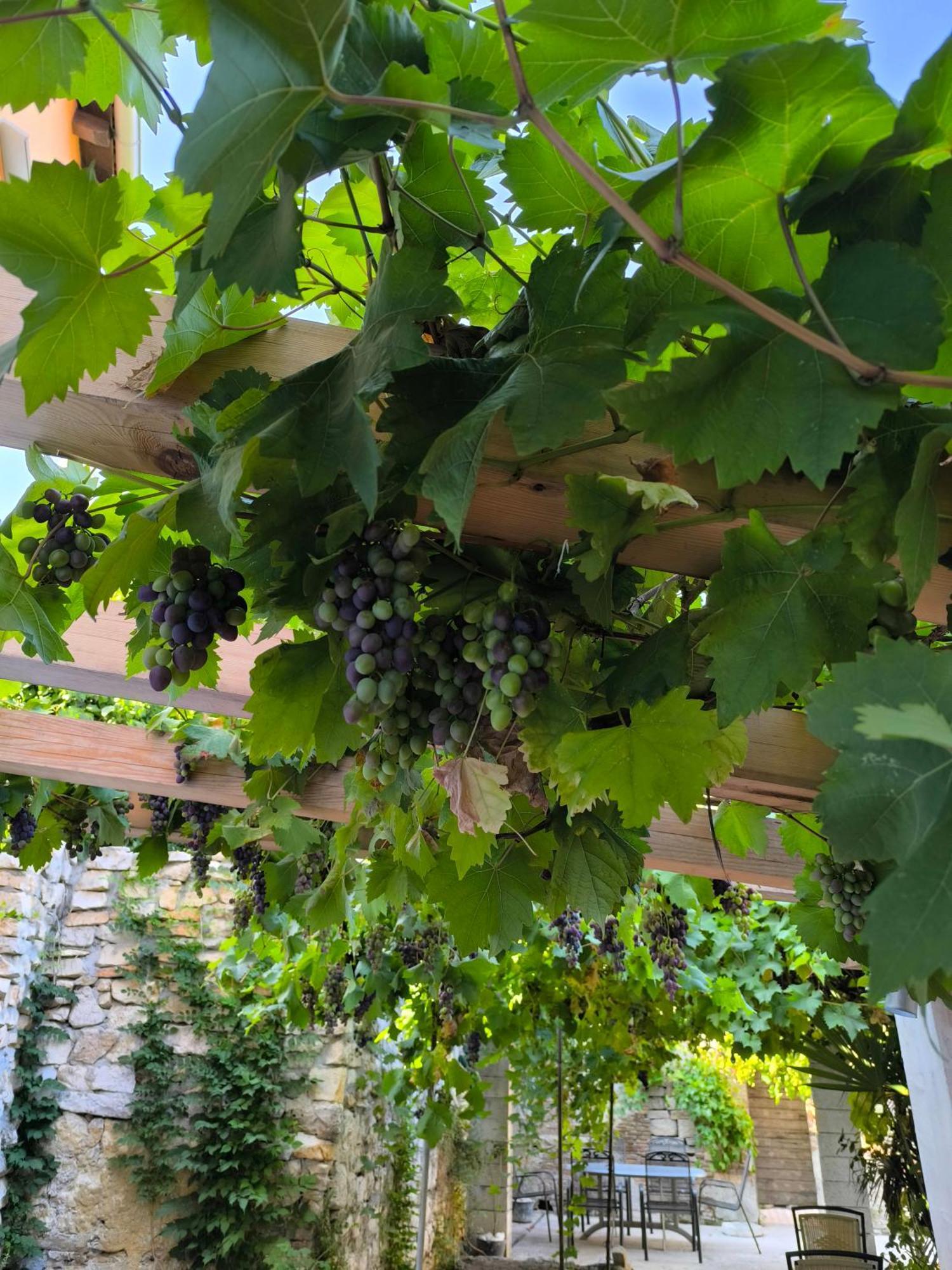 Appartamento Casa Di Marko 105 M2 Garden Rovigno Esterno foto